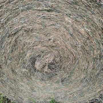 Siano w rolkach 120