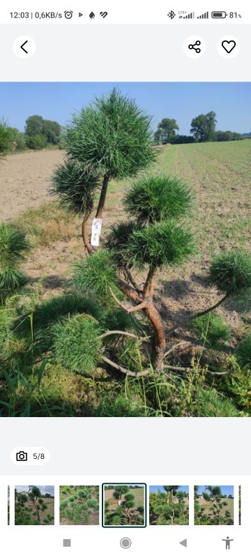 Bonzai formowany sosna czarna do ogrodu drzewko bonzaj