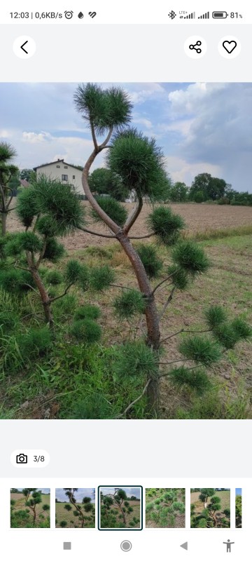 Bonzai formowany sosna czarna do ogrodu drzewko bonzaj