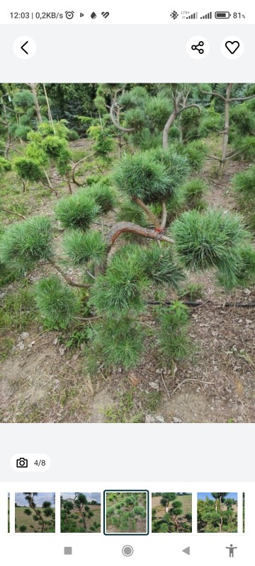 Bonzai formowany sosna czarna do ogrodu drzewko bonzaj