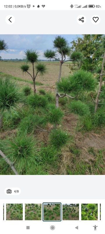 Bonzai formowany sosna czarna do ogrodu drzewko bonzaj