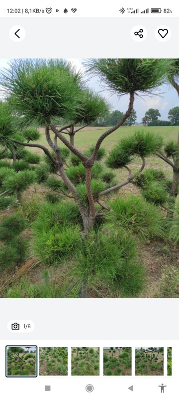 Bonzai formowany sosna czarna do ogrodu drzewko bonzaj