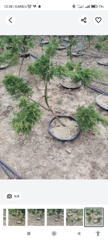 Jałowiec bonzai - bonzaj drzewko