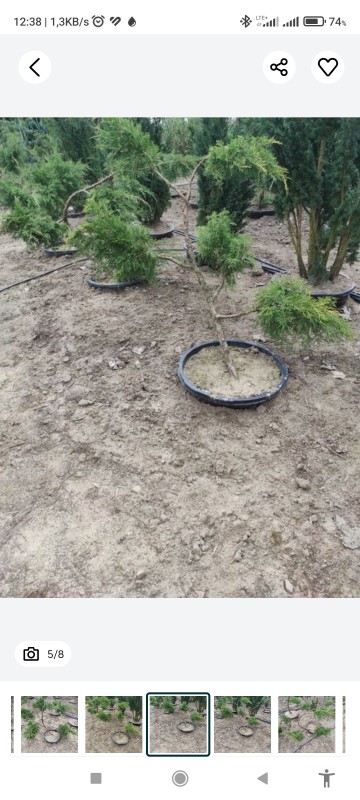 Jałowiec bonzai - bonzaj drzewko