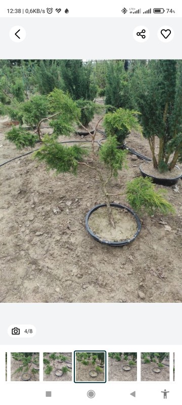 Jałowiec bonzai - bonzaj drzewko