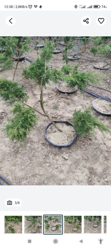 Jałowiec bonzai - bonzaj drzewko