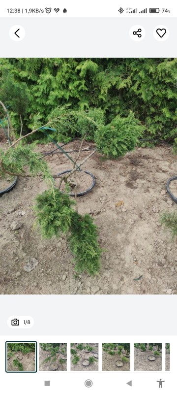 Jałowiec bonzai - bonzaj drzewko