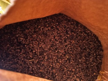 wyka jara facelia mieszanka gorzowska