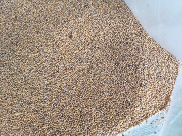 wyka jara facelia mieszanka gorzowska