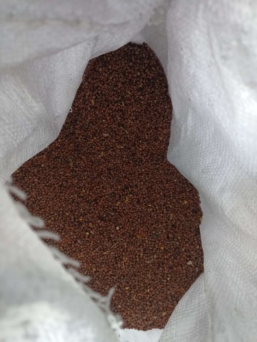 wyka jara facelia mieszanka gorzowska