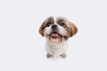 reproduktor shih tzu