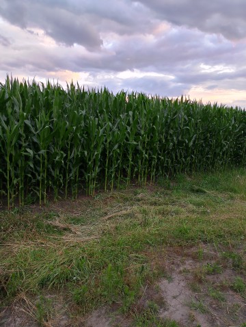 Przyjmę w dzierżawę