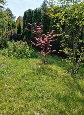 Sprzedam działkę rekreacyjną ROD Rumin - cena do negocjacji