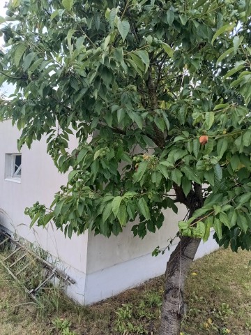 Sprzedam Działka ROD ogrodowa w Koninie