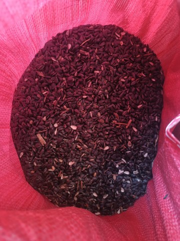 Mieszanka gorzowska wyka jara facelia