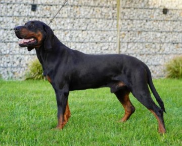 Gończy Polski, reproduktor polujący zaprasza suczki