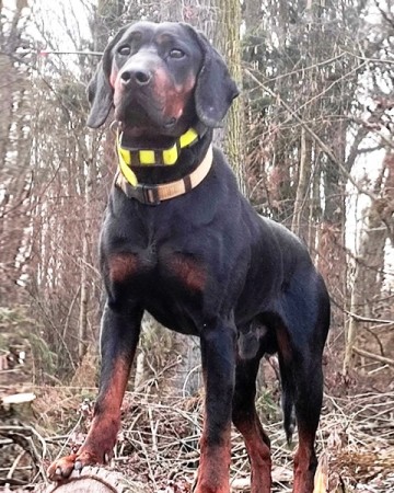 Gończy Polski, reproduktor polujący zaprasza suczki