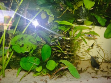 gupiki, ryby akwariowe - 30szt