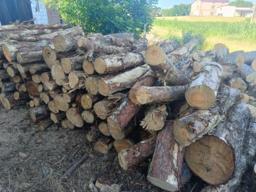 Sprzedam dąb lub sosnę