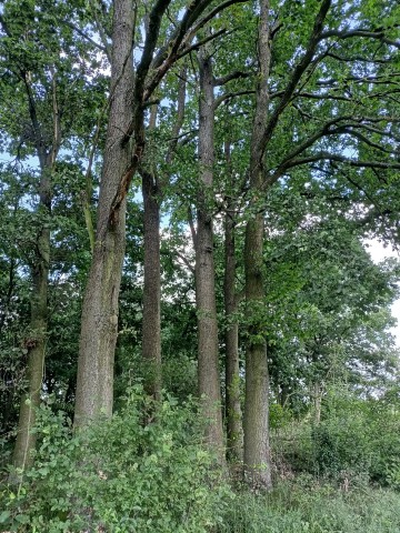 ŁĄKA !!! Sprzedam łąkę gm. Lądek