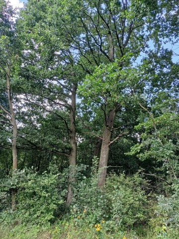 ŁĄKA !!! Sprzedam łąkę gm. Lądek