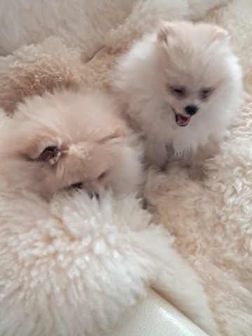 pomeranian miniaturka