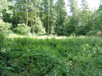 Działka z linią brzegową - Jezioro Ślesińskie