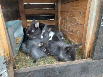 Kr&oacute;liki Miniaturki