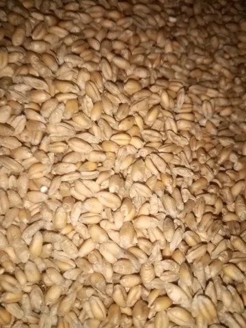 Przenica zimowa 800 zł