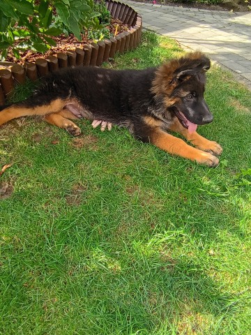 Owczarek niemiecki suczka