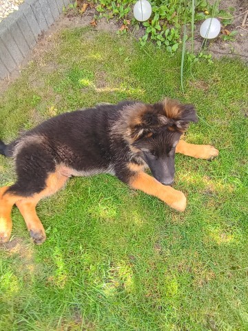 Owczarek niemiecki suczka