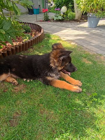 Owczarek niemiecki suczka