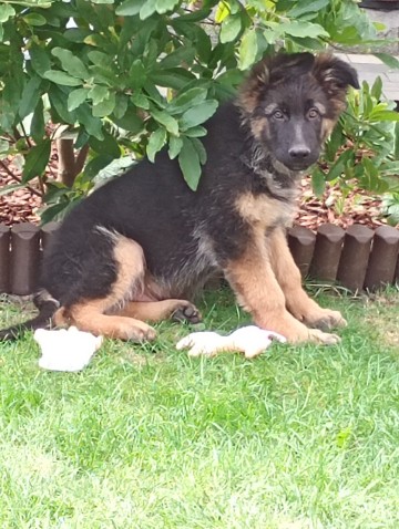 Owczarek niemiecki suczka