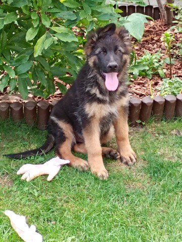 Owczarek niemiecki suczka