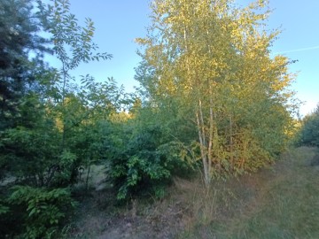 Sprzedam grunty orne, rolne+las Brzeźno gm Krzym&oacute;w