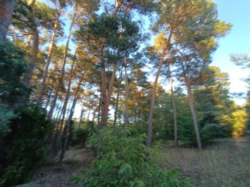 Sprzedam grunty orne, rolne+las Brzeźno gm Krzym&oacute;w