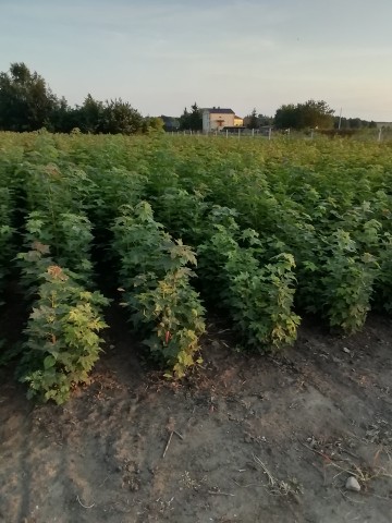 Sadzonki klona zwyczajnego