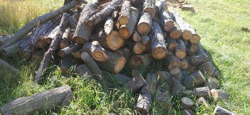 Suche wałki dębowe! Możliwy transport!