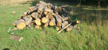 Suche wałki dębowe! Możliwy transport!