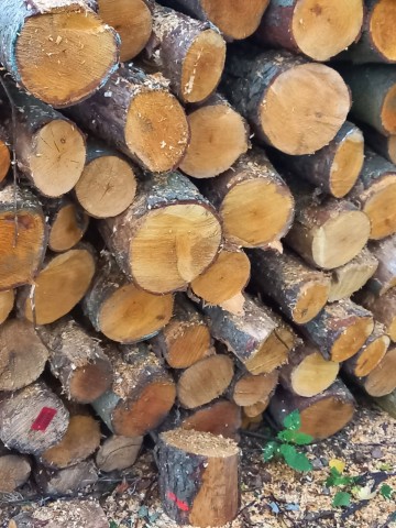 Sucha olcha różnej grubości! Możliwy transport!