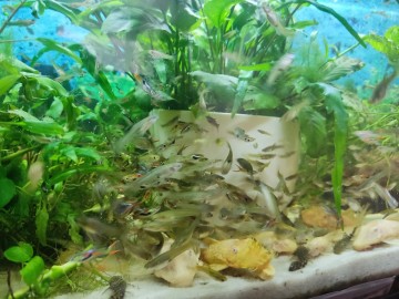 Ryby akwariowe - gupiki mix 30szt