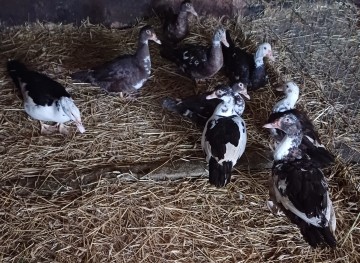 Sprzedam Kaczki Francuskie