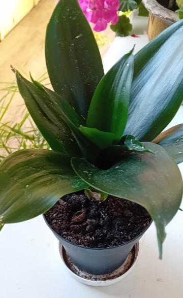 Kwiat doniczkowy-Sansewieria "Black Dragon" karłowata