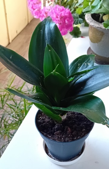 Kwiat doniczkowy-Sansewieria "Black Dragon" karłowata