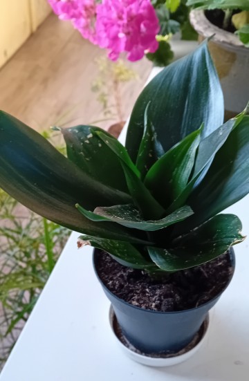 Kwiat doniczkowy-Sansewieria "Black Dragon" karłowata