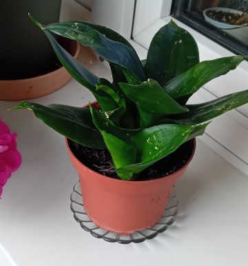 Kwiat doniczkowy-Sansewieria "Black Dragon" karłowata