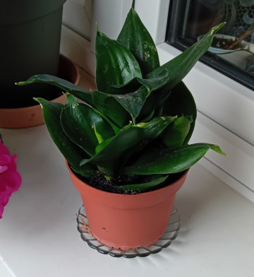 Kwiat doniczkowy-Sansewieria "Black Dragon" karłowata