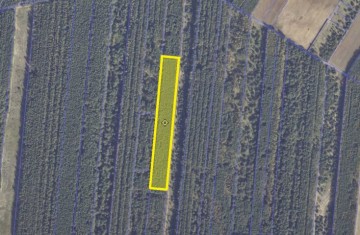 Na sprzedaż grunt rolny zadrzewiony sosną - Obory, gm. Wierz ...