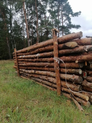 Sucha sosna gałęziówka! Możliwy transport