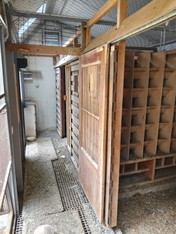 GOŁĘBNIK 10x3,3x3,5 + Woliera &ndash; Ocieplany, Świetliki, Elektr